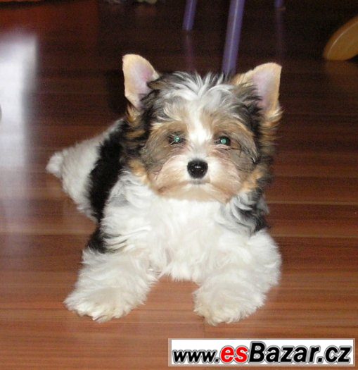 Biewer jorkšír terrier s PP – fotografie 1
