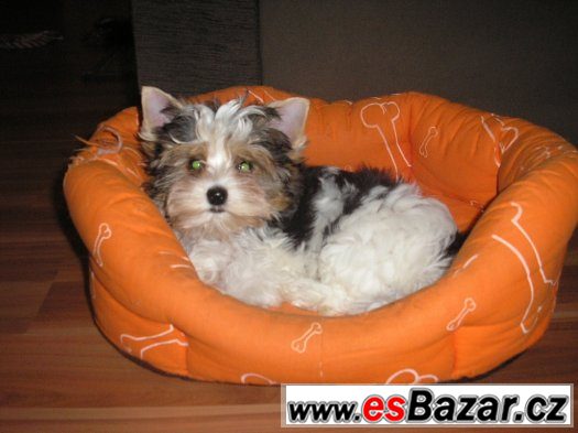 Biewer jorkšír terrier s PP – fotografie 5