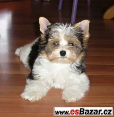 Biewer jorkšír terrier s PP