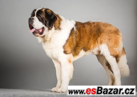 Štěňátka Bernardýna – fotografie 2