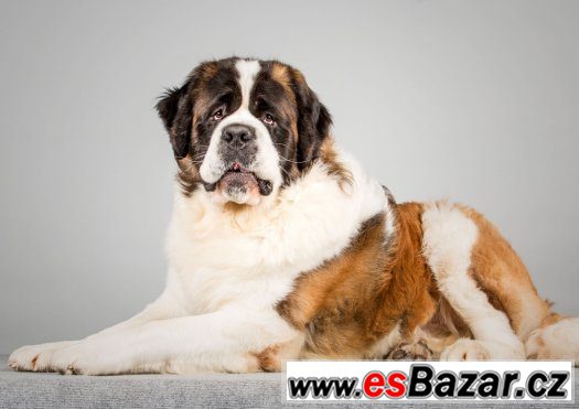 Štěňátka Bernardýna – fotografie 3