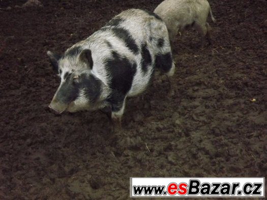 Prodám 2 bachyně v březí - spěchá – fotografie 1