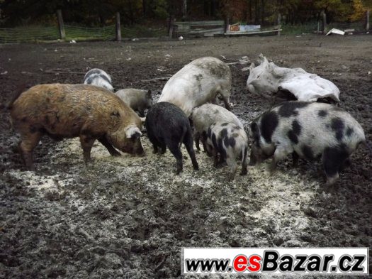 Prodám 2 bachyně v březí - spěchá – fotografie 3