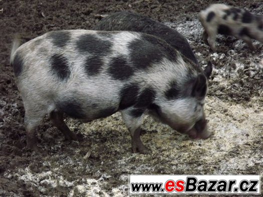 Prodám 2 bachyně v březí - spěchá – fotografie 4