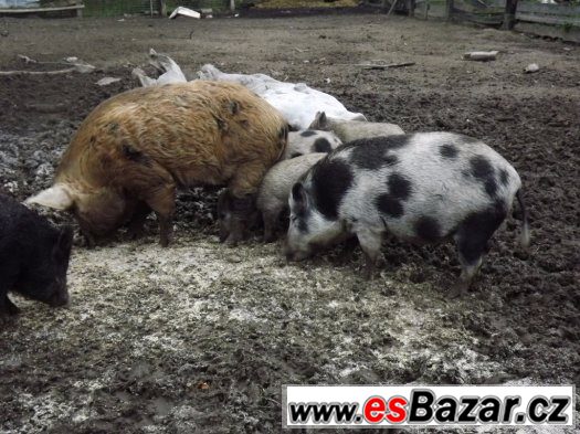 Prodám 2 bachyně v březí - spěchá – fotografie 5