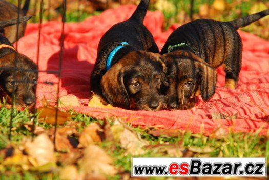 JEZEVČÍK DRSNOSRSTÝ TRPASLIČÍ – fotografie 5