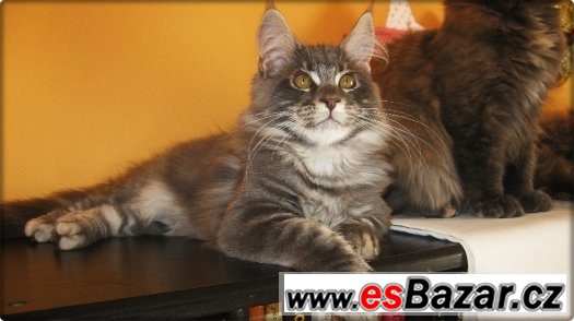 Mainská mývalia s PP – fotografie 1