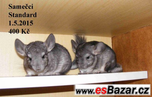 Barevné a standard činčily - 27.9 BVV – fotografie 2
