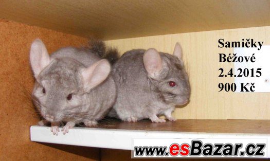 Barevné a standard činčily - 27.9 BVV – fotografie 3