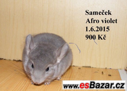 Barevné a standard činčily - 27.9 BVV – fotografie 4
