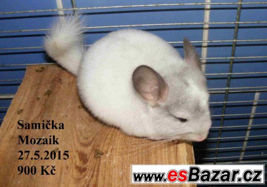 Barevné a standard činčily - 27.9 BVV – fotografie 5