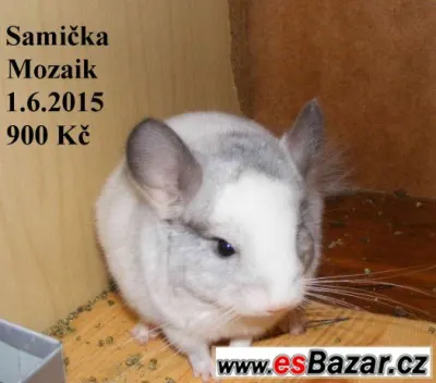 Barevné a standard činčily - 27.9 BVV