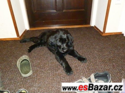 Prodám štěně Flat coated retriever – fotografie 1