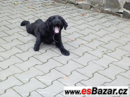 Prodám štěně Flat coated retriever – fotografie 2