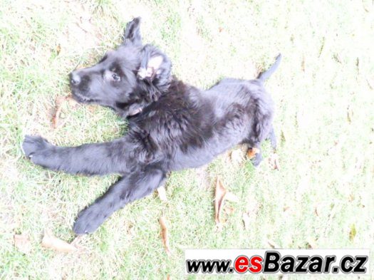 Prodám štěně Flat coated retriever – fotografie 4