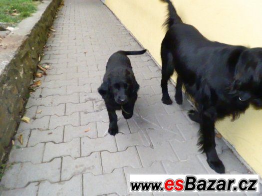 Prodám štěně Flat coated retriever – fotografie 5