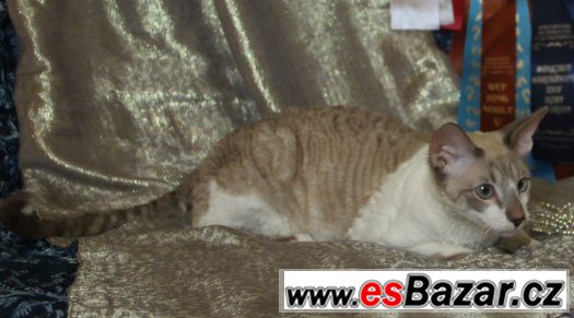Cornish rex – fotografie 4