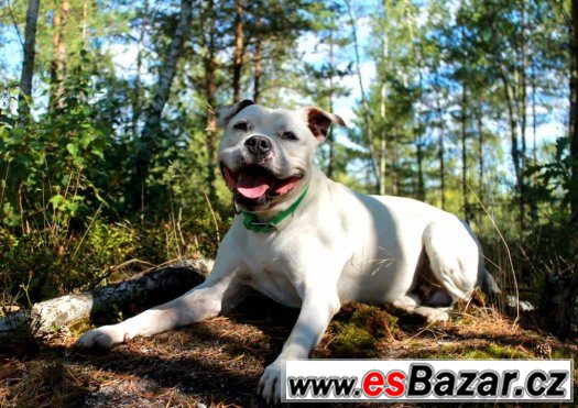 HIRO - Americký stafordšírský teriér - HLEDÁ DOMOV – fotografie 3