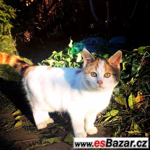 Koťátka k adopci – fotografie 1