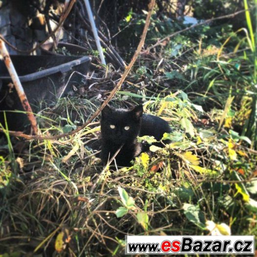 Koťátka k adopci – fotografie 2
