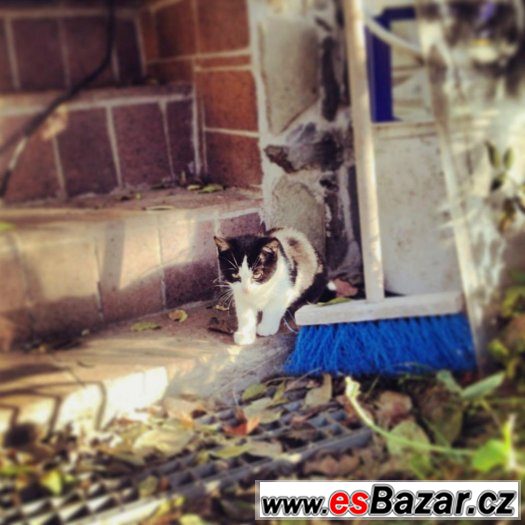 Koťátka k adopci – fotografie 3
