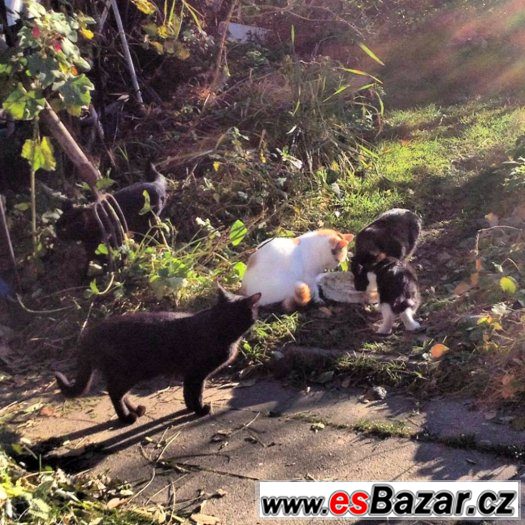 Koťátka k adopci – fotografie 5