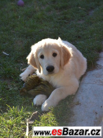 Zlatý retriever - pejsci s PP – fotografie 1