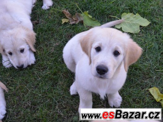 Zlatý retriever - pejsci s PP – fotografie 4