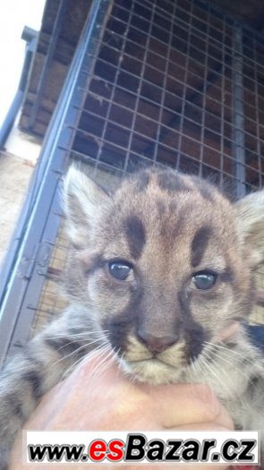 Puma Americka – fotografie 1