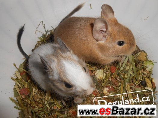 Osmák degu - Dva barevní kluci – fotografie 2
