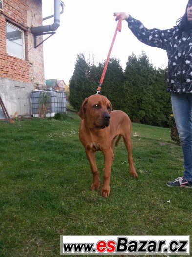 Prodám 6-ti  měsíčního pejska tosa inu s PP – fotografie 4