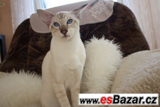 Siamský kocourek s PP - Béďa – fotografie 1