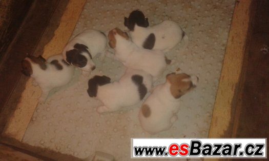 Prodám Jack Russell teriér – fotografie 1
