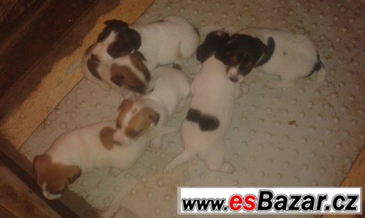 Prodám Jack Russell teriér – fotografie 2