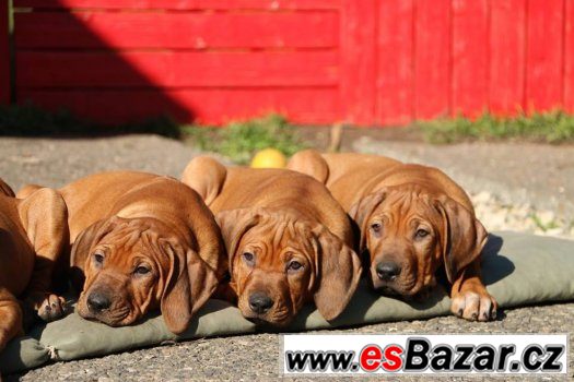 RHODESKÝ RIDGEBACK - poslední volná štěňátka – fotografie 1
