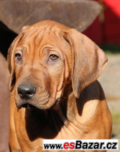 RHODESKÝ RIDGEBACK - poslední volná štěňátka – fotografie 2