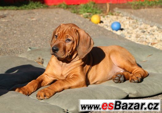RHODESKÝ RIDGEBACK - poslední volná štěňátka – fotografie 3
