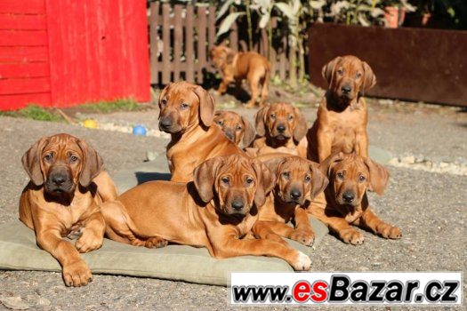 RHODESKÝ RIDGEBACK - poslední volná štěňátka – fotografie 5
