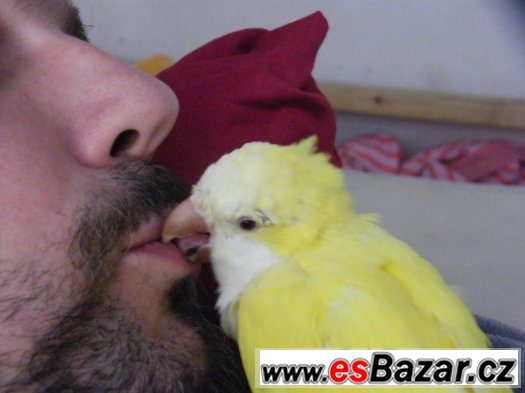 Prodám ochočeného,mladého papozuška mníška žlutého – fotografie 3