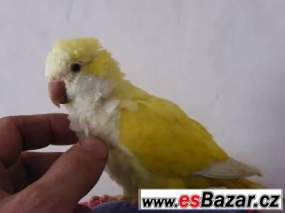 Prodám ochočeného,mladého papozuška mníška žlutého
