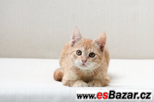 Úžasný, jemný, mazlivý, čistotný - to je zrzeček Vajlík – fotografie 3