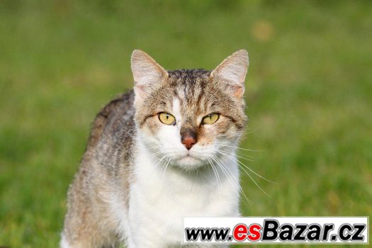 Přežil téměř vlastní smrt..teď čeká na domov. – fotografie 2