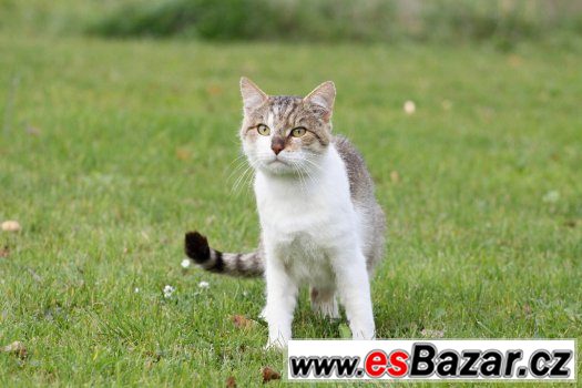 Přežil téměř vlastní smrt..teď čeká na domov. – fotografie 3