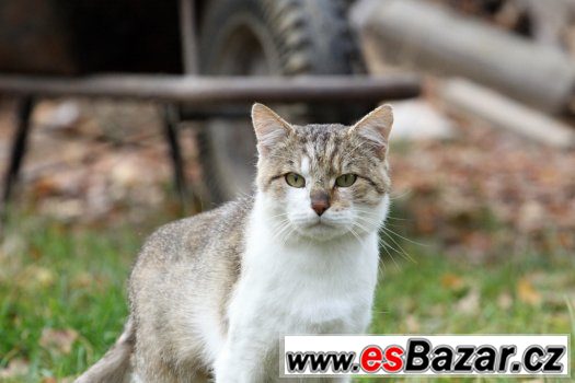 Přežil téměř vlastní smrt..teď čeká na domov. – fotografie 4