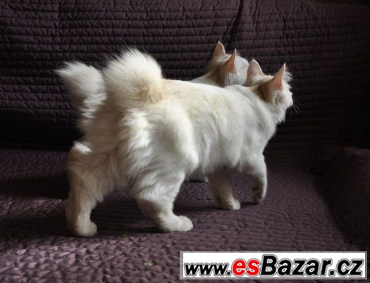 Kurilský bobtail s PP - okolí Prahy – fotografie 3