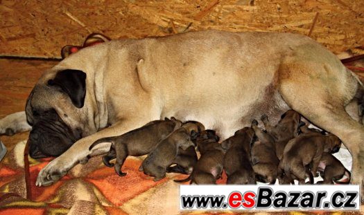 Bullmastiff – fotografie 1