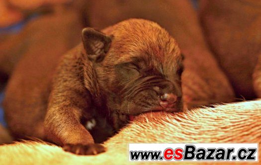 Bullmastiff – fotografie 2