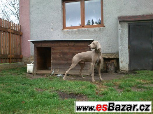 Výmarský ohař – fotografie 2