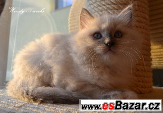 Ragdollí princeznička Wendy - blue mitted s PP – fotografie 2
