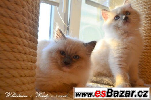 Ragdollí princeznička Wendy - blue mitted s PP – fotografie 3